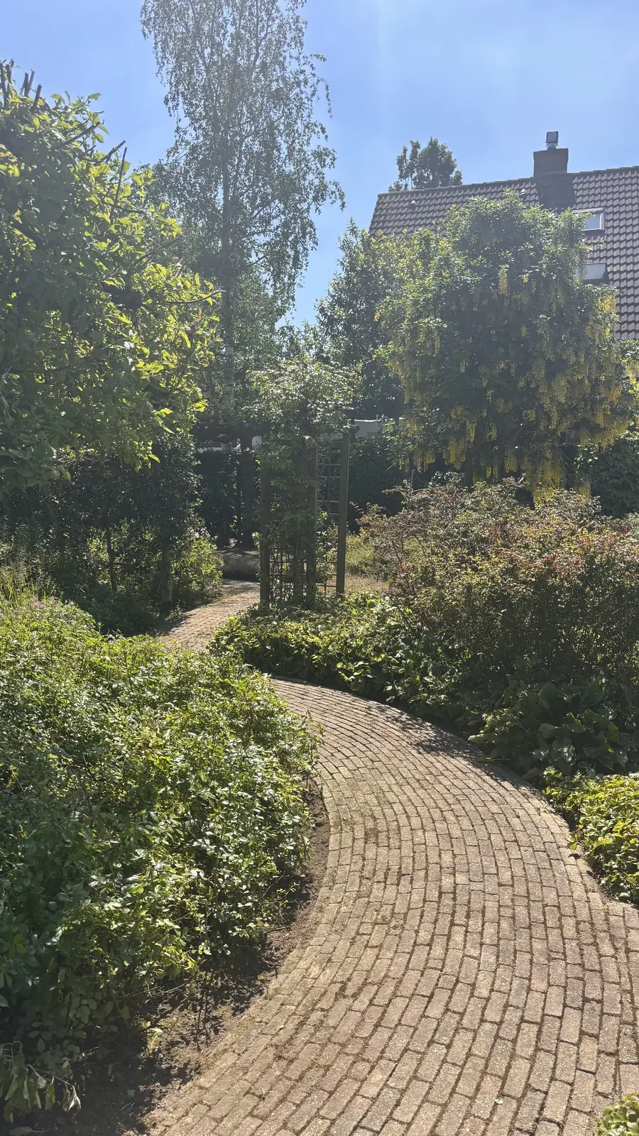 Goudenregen in bloei naast een houten rozenboog
