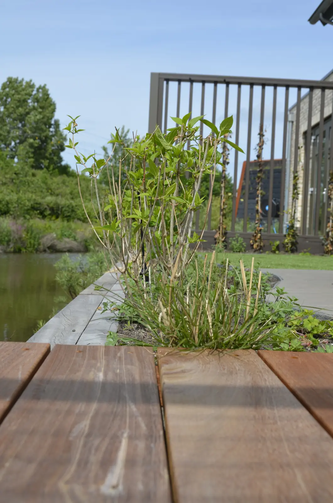 Beplanting langs het water, gezien vanaf de hardhouten vlonder
